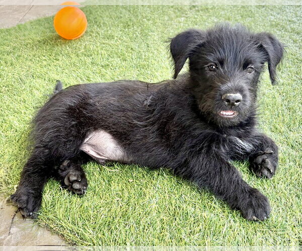 Medium Photo #4 Unknown-Wheaten Terrier Mix Puppy For Sale in Corona, CA, USA