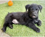 Small #3 Mutt