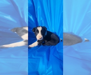 Border Collie Puppy for sale in BOWLING GREEN, KY, USA