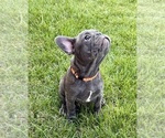 Small Photo #36 French Bulldog Puppy For Sale in CANYON, TX, USA