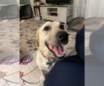 Small Labrador Retriever Mix