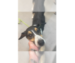Small #1 Retriever  Mix