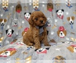 Small #3 Cavapoo (Miniature)