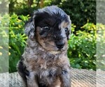 Image preview for Ad Listing. Nickname: Pixie