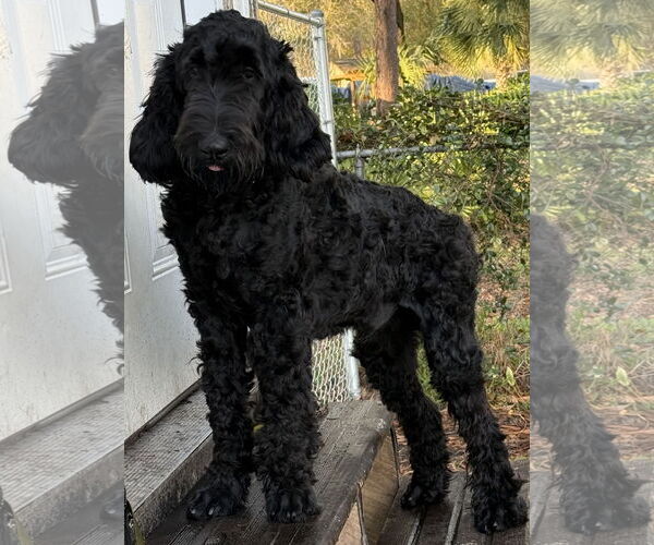 Medium Photo #1 Labrador Retriever-Unknown Mix Puppy For Sale in Valrico, FL, USA