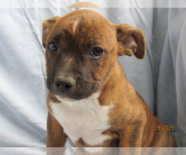 Medium Photo #3 Mutt Puppy For Sale in Conroe, TX, USA