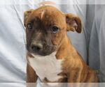Small #2 Mutt