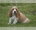 Puppy DOT Basset Hound