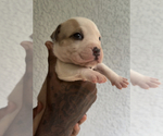Puppy Puppy 3 American Bully