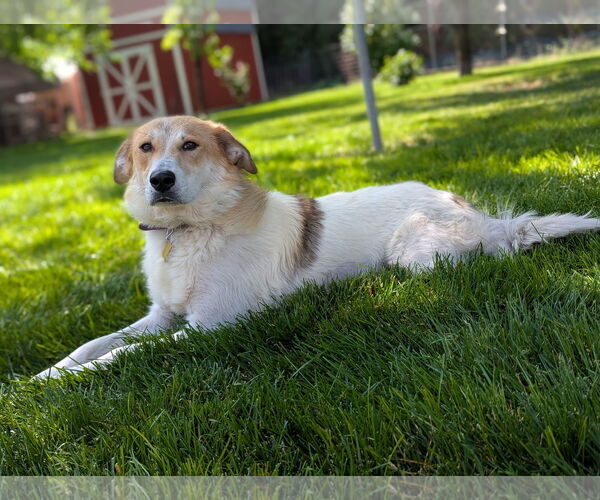 Medium Photo #16 Australian Shepherd-Unknown Mix Puppy For Sale in Sandy, UT, USA