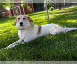 Small #15 Australian Shepherd Mix