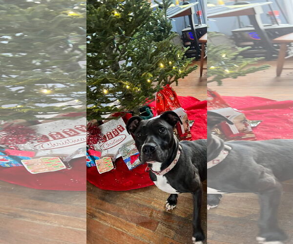 Medium Photo #18 American Pit Bull Terrier-Unknown Mix Puppy For Sale in Germantown, OH, USA