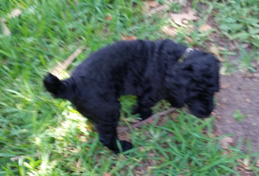 Medium Photo #1 Poodle (Standard) Puppy For Sale in FAYETTEVILLE, TX, USA