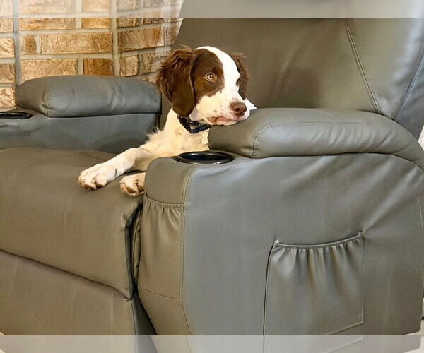 Medium Photo #4 Brittany Puppy For Sale in Curwensville, PA, USA