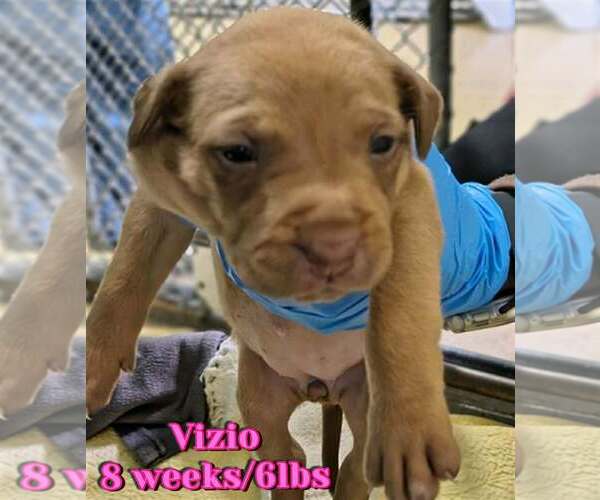 Medium Photo #1 Mutt Puppy For Sale in Woodbury, NY, USA