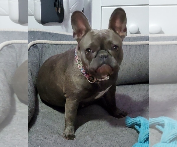 Medium Photo #1 French Bulldog Puppy For Sale in TOOELE, UT, USA