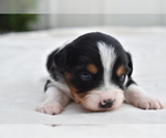 Small #3 Miniature Australian Shepherd