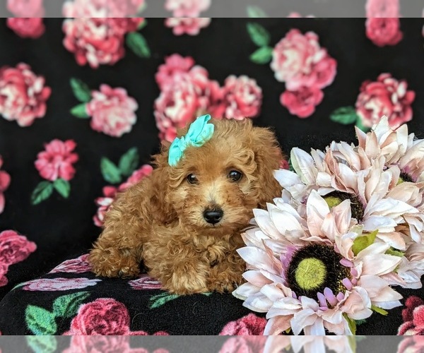 Full screen Photo #3 Poodle (Toy) Puppy For Sale in CHRISTIANA, PA, USA