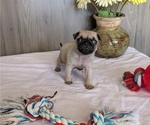 Small #1 Pug