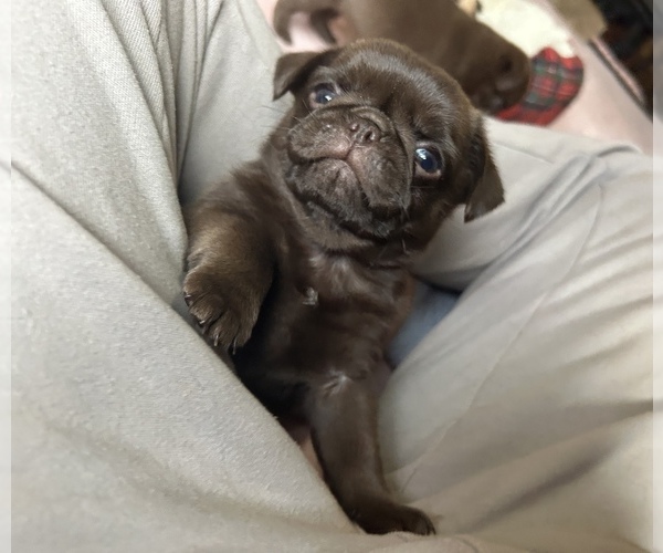 Medium Photo #2 Pug Puppy For Sale in BLOOMINGTON, IL, USA