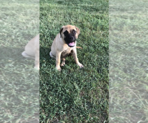 Bullmastiff Dog for Adoption in ARKADELPHIA, Arkansas USA