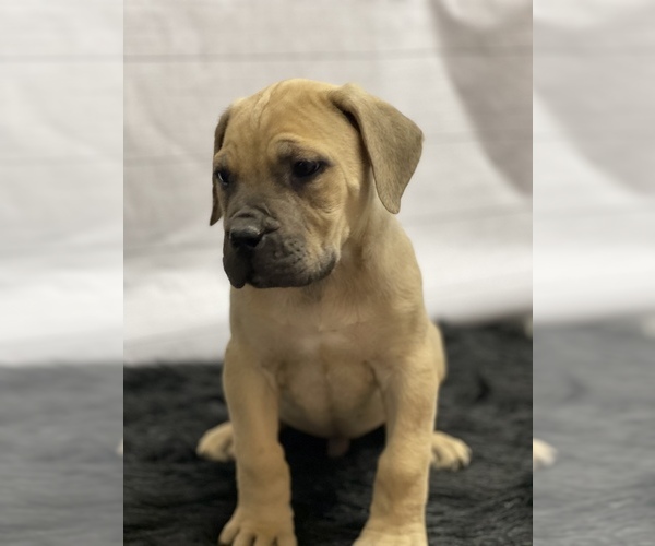 Medium Photo #8 Boerboel Puppy For Sale in QUAPAW, OK, USA