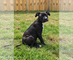 Small Photo #7 Mutt Puppy For Sale in Wenonah, NJ, USA