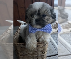 Shih Tzu Puppy for sale in CISNE, IL, USA