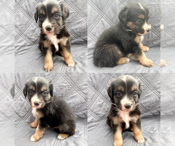 Medium Photo #2 Miniature Australian Shepherd Puppy For Sale in BROOKER, FL, USA