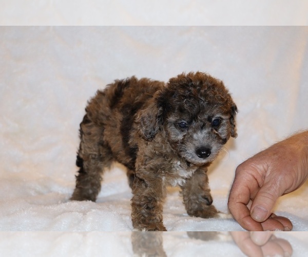 Medium Photo #7 Poodle (Toy) Puppy For Sale in DYERSBURG, TN, USA
