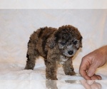 Small #6 Poodle (Toy)