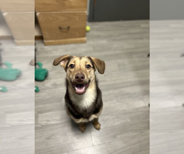 Medium Photo #1 Mutt Puppy For Sale in Plainfield, IL, USA