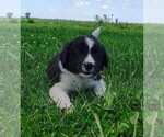 Small #12 Border Collie