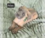 Image preview for Ad Listing. Nickname: Atlas