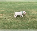 Small Photo #1 American Bulldog Puppy For Sale in NORTH AUGUSTA, SC, USA