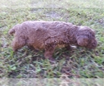 Small Photo #4 Aussiedoodle-Australian Shepherd Mix Puppy For Sale in ARCHDALE, NC, USA