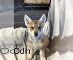 Puppy 6 German Shepherd Dog-Siberian Husky Mix