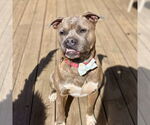 Small #6 Bullboxer Pit