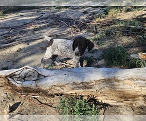 Medium German Shorthaired Pointer