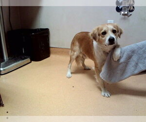 Mutt Dogs for adoption in Martinez, CA, USA