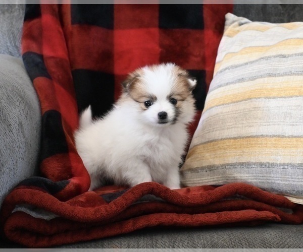 Medium Photo #2 Pomeranian Puppy For Sale in SUGARCREEK, OH, USA