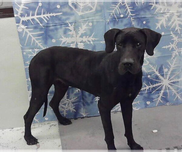 Medium Photo #1 Great Dane-Unknown Mix Puppy For Sale in Bullard, TX, USA