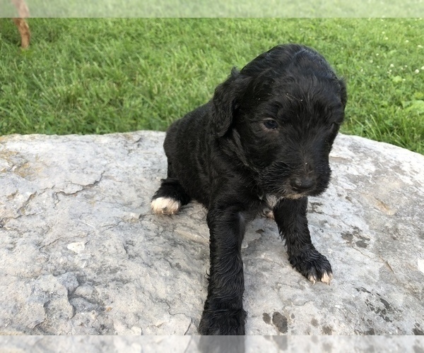 Medium Photo #3 Goldendoodle Puppy For Sale in GREENSBURG, KY, USA