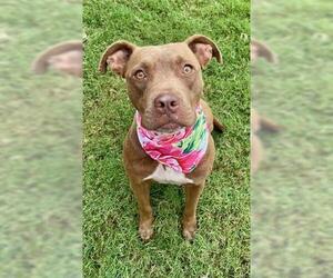 American Pit Bull Terrier Dogs for adoption in Tulsa, OK, USA