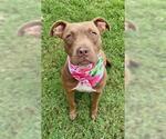 Small American Pit Bull Terrier