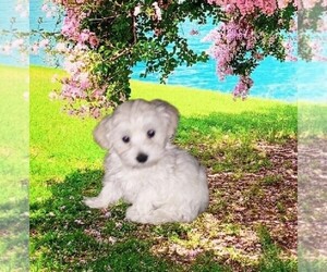 Maltipoo Puppy for sale in ANDREWS, IN, USA