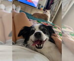 Small #2 Shih Tzu Mix