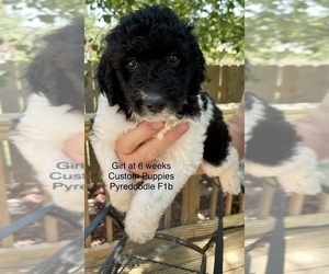 Pyredoodle Puppy for sale in GEORGETOWN, TX, USA