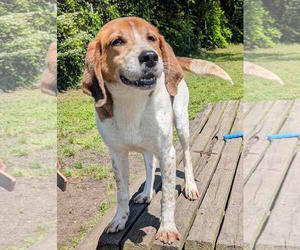 Medium Photo #4 Mutt Puppy For Sale in Anniston, AL, USA