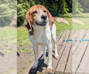 Harrison - Male Mutt Dog for Adoption - Photo #4